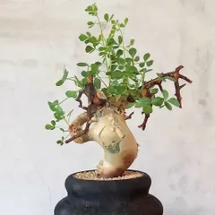 y*c様 K90 コミフォラ ピュア カタフ ソマリア 現地株 新着 下処理済み Commiphora kataf pure コミフォラ ピュアカタフ 発根済現地株 2