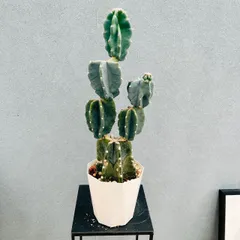 柱サボテン　鬼面角　カット苗　約20本 2025年最新】柱サボテン鬼面角の人気アイテム - メルカリ