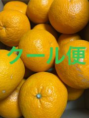 紅甘夏 Lサイズ 箱込5.2キロ程度 鹿児島県産