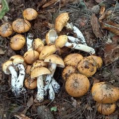 天然きのこ120　クリフウセンタケ1.2kg