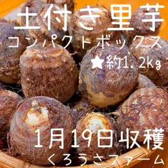 ゆう☆彡　里芋(土垂)　約10kg　栃木県産 爆売り！ 里芋(土垂) 約10kg 栃木県産 野菜 - 野菜