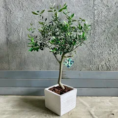 オリーブの木 ルッカ 約190cm NO.1875 大型 現品掲載 人気品種