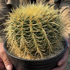 【鉢ごと発送】【送料込】 サボテンの王様！金色サボテン / 金鯱（キンシャチ） 7寸 平鉢21号 / 【現品】25-7-5-09
