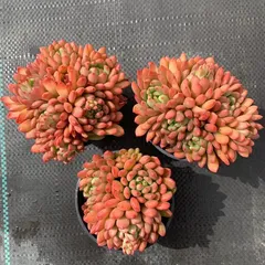 ☆まるちゃん☆多肉植物エケベリア❗訳あり苗＆在庫処分セット❗寄植えMIX ☆まるちゃん様専用☆多肉植物エケベリア❗訳あり苗＆在庫処分セット