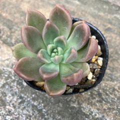 メロディ 抜き苗 多肉植物 モフ多肉 エケベリア