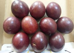 shop限定価格！大好評　沖縄産パッションフルーツ　10個