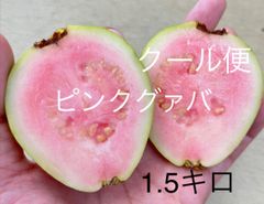 ※傷多めです。沖縄産ピンクグァバ　1.5キロ　クール便