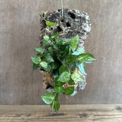 ホヤ クローニアナブラック コルク付け 現品 Hoya krohniana black サクララン 桜蘭 観葉植物 観葉 植物 珍奇植物 珍奇 珍しい レア 希少 つる性植物 つる性 ハンギング 吊るす 吊り下げ インテリア グリーン プレゼント