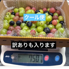 ぶどう　クール便　シャインマスカット　ナガノパープル　クイーンニーナ　食べ比べ　訳あり　減農薬