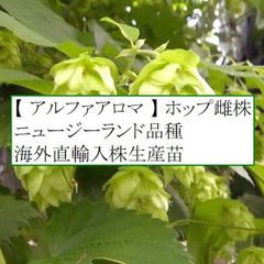 ホップ苗　アルファアロマ 雌株　ニュージーランド人気品種 アメリカ直輸入株