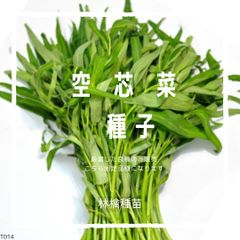 T14　家庭菜園でおすすめ品種　空心菜・エンサイ　固定種