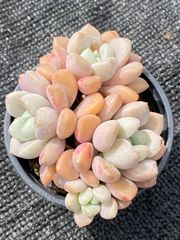 U638 ロリータ 抜き苗 48株 多肉植物 エケベリア 韓国苗