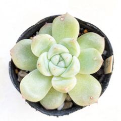 エケベリア　丸葉アルバビューティー