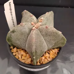 白ランポー玉 SB1474 実生 鉢植えメルカリ便送料込み 白ランポー玉 SB1474 実生 鉢植えメルカリ便送料込み