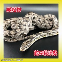 蛇の抜け殻 2匹分セット【 開運/縁起物 】金運　S-2