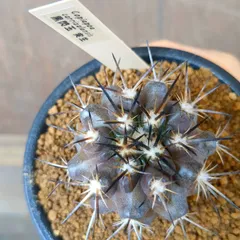 COPIAPOA CINEREA FLOWER SEASON フィギュア COPIAPOA CINEREA FLOWER SEASON フィギュア 2025年最新