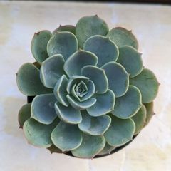 多肉植物　エケベリア　七福神　大きめ