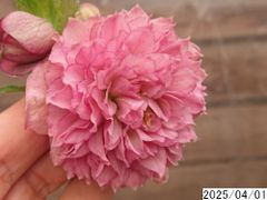 花1ガク0蕾2 開花株4号 ボリューム多弁 ”玉咲き”吉田多弁交配 吉田園芸生産 超多弁 クリスマスローズd401011