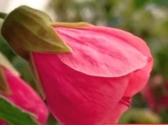 【 美華月さん専用 】アブチロン レッドスター 等　2株