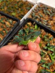 アガベ チタノタ ブラック&ブルー 鉢植えのまま第四種郵便発送 - メルカリ