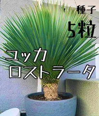 2024年最新】ユッカ ロストラータ種子の人気アイテム - メルカリ