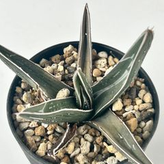 【多肉植物】アガベ・ピンチラ　Agave pintilla 実生