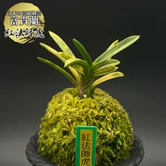 メルカリ便NO.852【緑花】富貴蘭　日高産山採り 日本古来のラン、富貴蘭 フウラン苗3株 - メルカリ