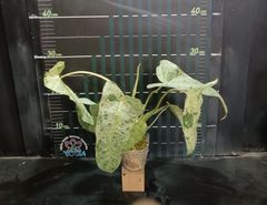 フィロデンドロン パライソヴェルデPhilodendron paraiso verde