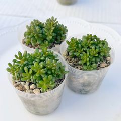 ✨New✨多肉植物 アニーベビー 韓国苗 - メルカリ