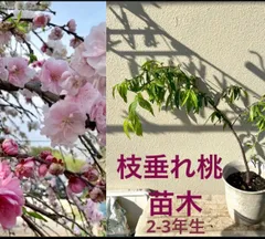 2023年最新】枝垂れ桃の人気アイテム - メルカリ