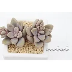 エレン グラプトベリア 2寸ポット 弁慶草科 ピンク色多肉植物 苗