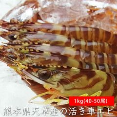 活き車エビ 1kg（40-50尾）熊本県などの国産 えび 海老 車えび（冷蔵便もしくは冷凍便）2日以上かかる地域への発送は行っておりません。