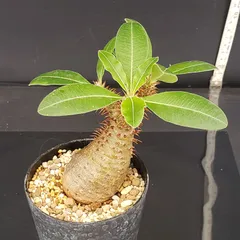 2025年最新】マカイエンセの人気アイテム - メルカリ