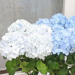 値下げセール 鉢花 アジサイ レオン ホワイトレオン 5号 フリル 紫陽花 ブルー 青 白 丈夫 プレゼント あじさい