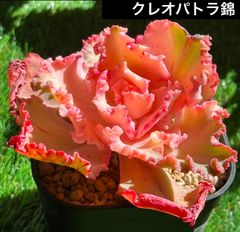 ルキちゃんの輸入苗韓国苗多肉植物お店 - メルカリShops