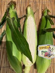 ★6月25日頃クール発送〜生でも美味しい^ - ^雪の妖精　スイートコーン★6.7本渥美半島〜