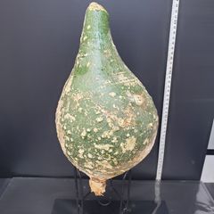 K368【最新到着】Adenia　プセウドグロボーサ（L）（現地球・抜き苗）【塊根植物】アデニア　プセウドグロボーサ