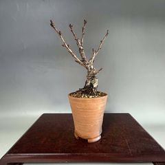 旭山桜　15cm