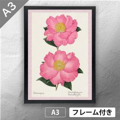 ツバキの額装品（ボタニカルアート） ビブリオポリ-ボタニカルアート-ツバキ