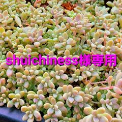 shuichiness様専用