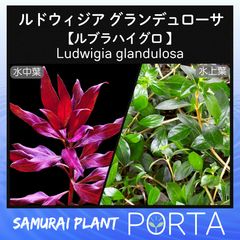 ルドウィジア・インクリナータキューバ斑入り【水上葉】☘️1本