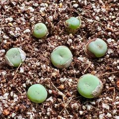 コノフィツム パゲアエ 7点セット Conophytum pageae ちび苗 抜き苗 多肉植物 メルカリ便
