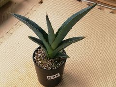 アガベホリダ抜き苗1株(鉢などは付きません)プランツタグつきH05