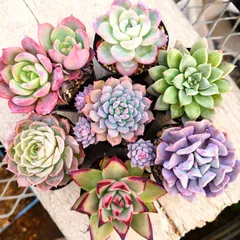 2025年最新】エルメス 多肉植物の人気アイテム - メルカリ 