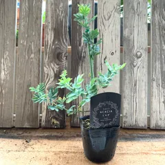 ミモザアカシア　４０cm前後　銀葉アカシア　3号　ポットごと発送　ドライフラワー　ボタニカルライフ