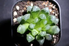 【激安】オブツーサ ブルーレンズ　大株・小粒　鉢付き植えたまま　極上品　高級 2025年最新】ハオルチア ブルーレンズの人気アイテム - メルカリ