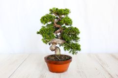 真柏　小品盆栽　しんぱく