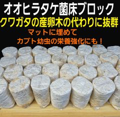 カブトムシ幼虫の栄養強化に！オオヒラタケ菌床【7ブロック】クワガタ