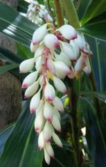 月桃 (ゲットウ)  球根 ：葉や花が良い香り お茶に 天然の防虫剤に 入浴剤に