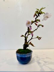新宿租界メルカリショップ - メルカリShops